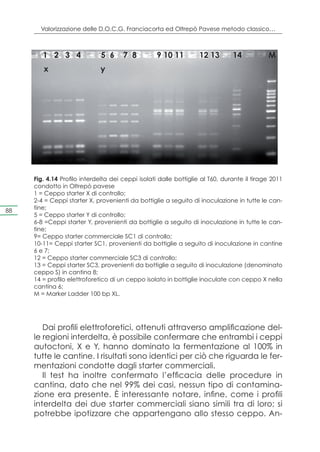 Valorizzazione delle D.O.C.G. Franciacorta ed Oltrepò Pavese metodo classico…



        1 2 3 4               5 6     7 8         9 10 11         12 13        14           M
        x 		                 y




     Fig. 4.14 Profilo interdelta dei ceppi isolati dalle bottiglie al T60, durante il tirage 2011
     condotto in Oltrepò pavese
     1 = Ceppo starter X di controllo;
     2-4 = Ceppi starter X, provenienti da bottiglie a seguito di inoculazione in tutte le can-
88   tine;
     5 = Ceppo starter Y di controllo;
     6-8 =Ceppi starter Y, provenienti da bottiglie a seguito di inoculazione in tutte le can-
     tine;
     9= Ceppo starter commerciale SC1 di controllo;
     10-11= Ceppi starter SC1, provenienti da bottiglie a seguito di inoculazione in cantine
     6 e 7;
     12 = Ceppo starter commerciale SC3 di controllo;
     13 = Ceppi starter SC3, provenienti da bottiglie a seguito di inoculazione (denominato
     ceppo S) in cantina 8;
     14 = profilo elettroforetico di un ceppo isolato in bottiglie inoculate con ceppo X nella
     cantina 6;
     M = Marker Ladder 100 bp XL.




        Dai profili elettroforetici, ottenuti attraverso amplificazione del-
     le regioni interdelta, è possibile confermare che entrambi i ceppi
     autoctoni, X e Y, hanno dominato la fermentazione al 100% in
     tutte le cantine. I risultati sono identici per ciò che riguarda le fer-
     mentazioni condotte dagli starter commerciali.
        Il test ha inoltre confermato l’efficacia delle procedure in
     cantina, dato che nel 99% dei casi, nessun tipo di contamina-
     zione era presente. È interessante notare, infine, come i profili
     interdelta dei due starter commerciali siano simili tra di loro; si
     potrebbe ipotizzare che appartengano allo stesso ceppo. An-
 