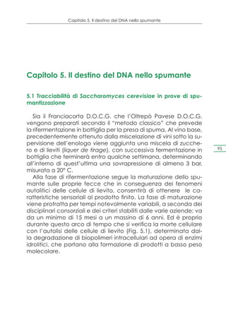 Capitolo 5. Il destino del DNA nello spumante




Capitolo 5. Il destino del DNA nello spumante

5.1 Tracciabilità di Saccharomyces cerevisiae in prove di spu-
mantizzazione

   Sia il Franciacorta D.O.C.G. che l’Oltrepò Pavese D.O.C.G.
vengono preparati secondo il “metodo classico” che prevede
la rifermentazione in bottiglia per la presa di spuma. Al vino base,
precedentemente ottenuto dalla miscelazione di vini sotto la su-
pervisione dell’enologo viene aggiunta una miscela di zucche-
ro e di lieviti (liquer de tirage), con successiva fermentazione in        95

bottiglia che terminerà entro qualche settimana, determinando
all’interno di quest’ultima una sovrapressione di almeno 3 bar,
misurata a 20° C.
   Alla fase di rifermentazione segue la maturazione dello spu-
mante sulle proprie fecce che in conseguenza dei fenomeni
autolitici delle cellule di lievito, consentirà di ottenere le ca-
ratteristiche sensoriali al prodotto finito. La fase di maturazione
viene protratta per tempi notevolmente variabili, a seconda dei
disciplinari consorziali e dei criteri stabiliti dalle varie aziende: va
da un minimo di 15 mesi a un massino di 6 anni. Ed è proprio
durante questo arco di tempo che si verifica la morte cellulare
con l’autolisi delle cellule di lievito (Fig. 5.1), determinata dal-
la degradazione di biopolimeri intracellulari ad opera di enzimi
idrolitici, che portano alla formazione di prodotti a basso peso
molecolare.
 