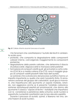 Valorizzazione delle D.O.C.G. Franciacorta ed Oltrepò Pavese metodo classico…




     Fig. 5.1 Cellule di lievito durante il processo di autolisi
96

        I tre fenomeni che caratterizzano l’autolisi dei lieviti in ambien-
     te acido sono:
     •	 proteolisi, che comporta la degradazione delle componenti
        cellulari interne, coinvolgendo maggiormente le componenti
        proteiche;
     •	 degradazione della parete cellulare, che determina il rilascio
        di polisaccaridi, oligosaccaridi e monosaccaridi parietali;
     •	 formazione di composti volatili quali gli acil-esteri a corta cate-
        na (C3-C4) e a media catena (C6-C12); sono il maggior grup-
        po di composti volatili prodotti nella fase dell’autolisi.
        Le sostanze che scaturiscono dal processo autolitico hanno un
     impatto importante su quello che sarà il prodotto finito. Si anno-
     verano sostanze del gruppo dei carboidrati, quali gluco-manna-
     ni, che impartiscono allo spumante un sapore morbido, roton-
     do, non aggressivo anche se è presente l’anidride carbonica;
     sostanze azotatequali peptidi ed amminoacidi, che danno allo
     spumante il classico “sapore di lievito”; fosfolipidi che impattano
     con la consistenza e persistenza della schiuma; acidi nucleici e
     soprattutto nucleotidi caratteristici per la loro elevata sapidità.
        Durante il processo di autolisi, quindi, si liberano nel vino, an-
     che frazioni di acidi nucleici.
 