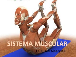 SISTEMA MUSCULAR
L.T.F. SUSAN MARQUEZ
 