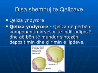 Disa shembuj te Qelizave
   Qeliza yndyrore
   Qeliza yndyrore - Qeliza që përbën
    komponentin kryesor të indit adipozë
    dhe që bën të mundur sintezën,
    depozitimin dhe çlirimin e lipdeve.
 