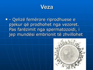 Veza
   - Qelizë femërore riprodhuese e
    pjekur që prodhohet nga vezoret.
    Pas farëzimit nga spermatozoidi, i
    jep mundësi embrionit të zhvillohet
 