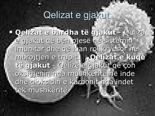 Qelizat e gjakut
   Qelizat e bardha të gjakut - Qeliza
    e gjakut që bën pjesë në sistemin
    imunitar dhe që luan rol kryesor në
    mbrojtjen e trupit. ; Qelizat e kuqe
    të gjakut - Qelizë e gjakut që çon
    oksigjenin nga mushkëritë në inde
    dhe dioksidin e karbonit nga indet
    tek mushkëritë
 