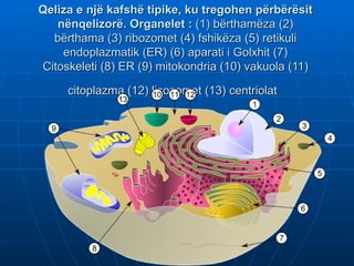Qeliza e një kafshë tipike, ku tregohen përbërësit
   nënqelizorë. Organelet : (1) bërthamëza (2)
  bërthama (3) ribozomet (4) fshikëza (5) retikuli
    endoplazmatik (ER) (6) aparati i Golxhit (7)
Citoskeleti (8) ER (9) mitokondria (10) vakuola (11)

     citoplazma (12) lisozomet (13) centriolat
 