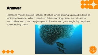 Answer
Dolphins moves around school of ﬁshes while stirring up mud in kind of
whirlpool manner which results in ﬁshes coming closer and closer to
each other and thus they jump out of water and get caught by dolphins
surrounding them .
 