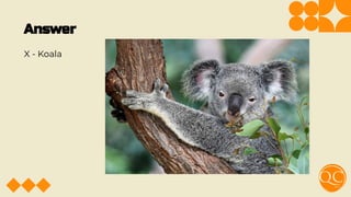 Answer
X - Koala
 
