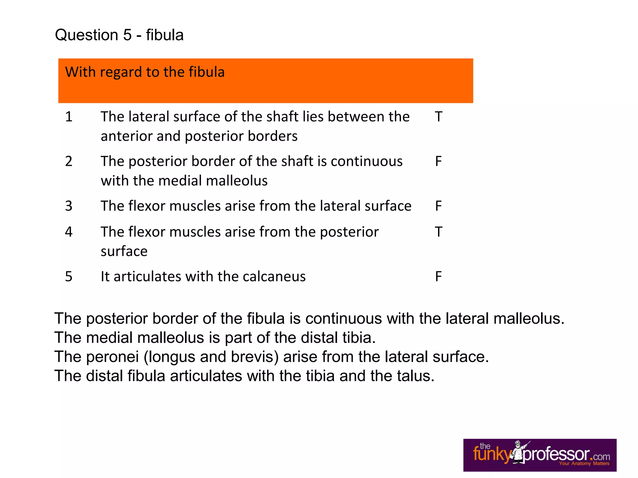 With regard to the fibula
1 The lateral surface of the shaft lies between the
anterior and posterior borders
T
2 The posterior border of the shaft is continuous
with the medial malleolus
F
3 The flexor muscles arise from the lateral surface F
4 The flexor muscles arise from the posterior
surface
T
5 It articulates with the calcaneus F
The posterior border of the fibula is continuous with the lateral malleolus.
The medial malleolus is part of the distal tibia.
The peronei (longus and brevis) arise from the lateral surface.
The distal fibula articulates with the tibia and the talus.
Question 5 - fibula
 