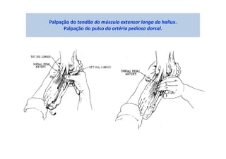 Palpação do tendão do músculo extensor longo do hallux.
Palpação do pulso da artéria pediosa dorsal.
 