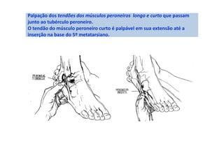 Palpação dos tendões dos músculos peroneiros longo e curto que passam
junto ao tubérculo peroneiro.
O tendão do músculo peroneiro curto é palpável em sua extensão até a
inserção na base do 5º metatarsiano.
 