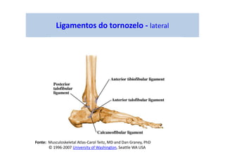 Ligamentos do tornozelo - lateral
Fonte: Musculoskeletal Atlas-Carol Teitz, MD and Dan Graney, PhD
© 1996-2007 University of Washington, Seattle WA USA
 