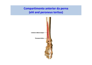 Compartimento anterior da perna
(ehl and peroneus tertius)
 