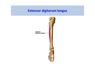 Extensor digitorum longus
 