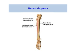 Nervos da perna
 