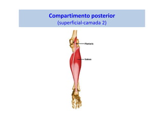 Compartimento posterior
(superficial-camada 2)
 