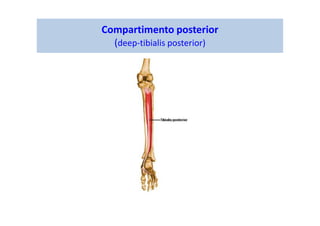 Compartimento posterior
(deep-tibialis posterior)
 