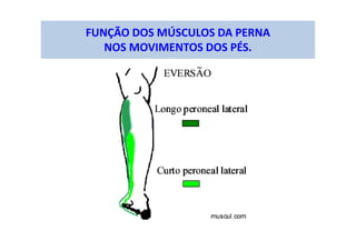 FUNÇÃO DOS MÚSCULOS DA PERNA
NOS MOVIMENTOS DOS PÉS.
 