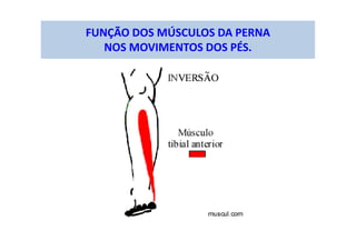 FUNÇÃO DOS MÚSCULOS DA PERNA
NOS MOVIMENTOS DOS PÉS.
 
