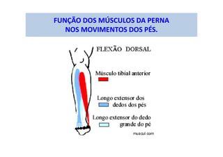 FUNÇÃO DOS MÚSCULOS DA PERNA
NOS MOVIMENTOS DOS PÉS.
 