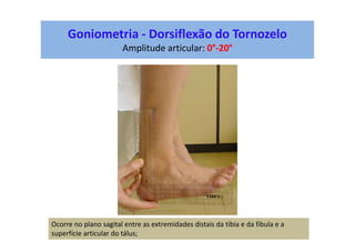 Goniometria - Dorsiflexão do Tornozelo
Amplitude articular: 0°-20°
Ocorre no plano sagital entre as extremidades distais da tíbia e da fíbula e a
superfície articular do tálus;
 