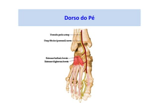 Dorso do Pé
 