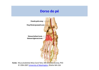 Dorso do pé
Fonte: Musculoskeletal Atlas-Carol Teitz, MD and Dan Graney, PhD
© 1996-2007 University of Washington, Seattle WA USA
 
