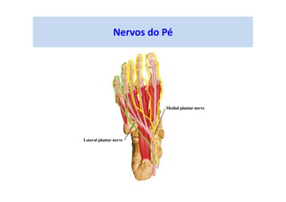 Nervos do Pé
 
