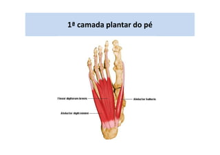 1ª camada plantar do pé
 