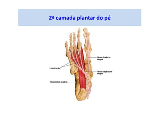 2ª camada plantar do pé
 