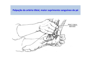 Palpação da artéria tibial, maior suprimento sanguíneo do pé
 