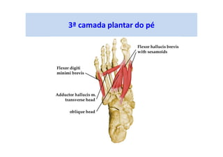3ª camada plantar do pé
 