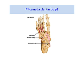 4ª camada plantar do pé
 