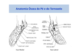 Anatomia Óssea do Pé e do Tornozelo
Face Medial Face Lateral
 