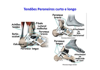 Tendões Peroneiros curto e longo
 