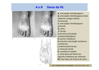 A e B Dorso do Pé
A, articulação interfalangiana;
B, articulação interfalangiana distal
(observe a prega cutânea
transversa);
C, articulação interfalangiana
proximal;
D, unha;
E, lúnula;
F, primeira articulação
metatarsofalangiana;
G, quinto metatarso;
H, primeira articulação metatarso-
cuneiforme;
I, artéria dorsal do pé;
J, navicular tarsal;
K, cuneiforme medial;
L, local típico de fratura do
segundo metatarso por estresse;
M, local típico de fratura de Jones.
Reider, O Exame Físico em Ortopedia – Guanabara Koogan -2001
 