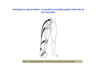 Patologias na coluna lombar , no quadril ou no joelho podem referir dor ao
pé e tornozelo.
Fonte: Stanley Hoppenfeld – Exame Físico da coluna e extremidades.
 