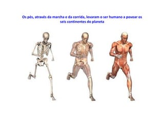 Os pés, através da marcha e da corrida, levaram o ser humano a povoar os
seis continentes do planeta
 