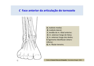 A, maléolo medial;
B, maléolo lateral;
C, tendão do m. tibial anterior;
D, m. extensor longo do hálux;
E, m. extensor longo dos dedos;
F, ligamento tibiofibular ântero-
inferior;
G, m. fibular terceiro.
C Face anterior da articulação do tornozelo
Reider, O Exame Físico em Ortopedia – Guanabara Koogan -2001
 