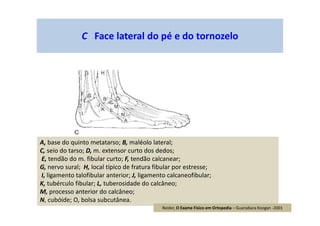 C Face lateral do pé e do tornozelo
A, base do quinto metatarso; B, maléolo lateral;
C, seio do tarso; D, m. extensor curto dos dedos;
E, tendão do m. fibular curto; F, tendão calcanear;
G, nervo sural; H, local típico de fratura fibular por estresse;
I, ligamento talofibular anterior; J, ligamento calcaneofibular;
K, tubérculo fibular; L, tuberosidade do calcâneo;
M, processo anterior do calcâneo;
N, cubóide; O, bolsa subcutânea.
Reider, O Exame Físico em Ortopedia – Guanabara Koogan -2001
 