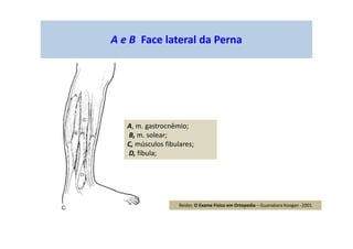 A e B Face lateral da Perna
A, m. gastrocnêmio;
B, m. solear;
C, músculos fibulares;
D, fíbula;
Reider, O Exame Físico em Ortopedia – Guanabara Koogan -2001
 
