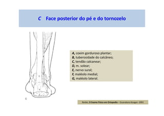 C Face posterior do pé e do tornozelo
A, coxim gorduroso plantar;
B, tuberosidade do calcâneo;
C, tendão calcanear;
D, m. solear;
E, nervo sural;
F, maléolo medial;
G, maléolo lateral.
Reider, O Exame Físico em Ortopedia – Guanabara Koogan -2001
 
