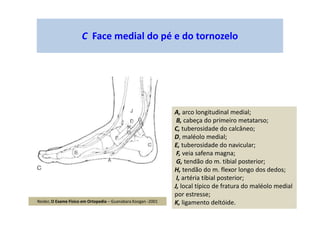 C Face medial do pé e do tornozelo
A, arco longitudinal medial;
B, cabeça do primeiro metatarso;
C, tuberosidade do calcâneo;
D, maléolo medial;
E, tuberosidade do navicular;
F, veia safena magna;
G, tendão do m. tibial posterior;
H, tendão do m. flexor longo dos dedos;
I, artéria tibial posterior;
J, local típico de fratura do maléolo medial
por estresse;
K, ligamento deltóide.Reider, O Exame Físico em Ortopedia – Guanabara Koogan -2001
 