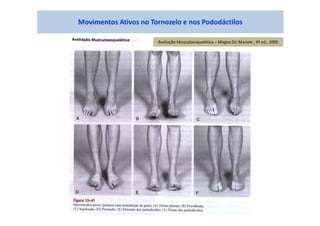 Movimentos Ativos no Tornozelo e nos Pododáctilos
Avaliação Musculoesquelética – Magee,DJ; Manole , 4ª ed., 2005
 