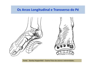 Os Arcos Longitudinal e Transverso do Pé
Fonte: Stanley Hoppenfeld – Exame Físico da coluna e extremidades.
 