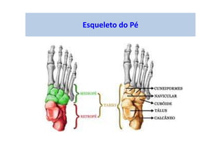 Esqueleto do Pé
 