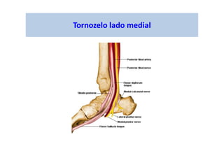 Tornozelo lado medial
 