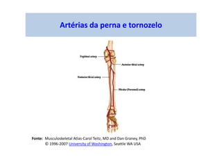 Artérias da perna e tornozelo
Fonte: Musculoskeletal Atlas-Carol Teitz, MD and Dan Graney, PhD
© 1996-2007 University of Washington, Seattle WA USA
 