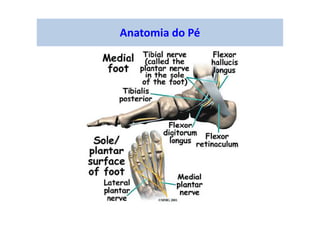 Anatomia do Pé
 