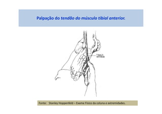 Palpação do tendão do músculo tibial anterior.
Fonte: Stanley Hoppenfeld – Exame Físico da coluna e extremidades.
 