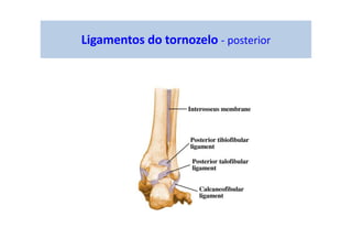 Ligamentos do tornozelo - posterior
 