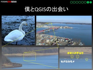 FOSS4G函館勉強会

僕とQGISの出会い

オオハクチョウ

セグロカモメ

 
